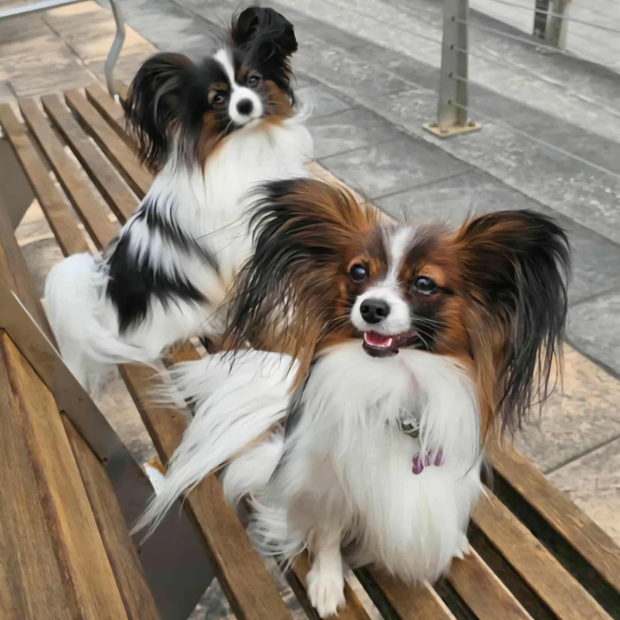 Elevage Des Ailes de Velours