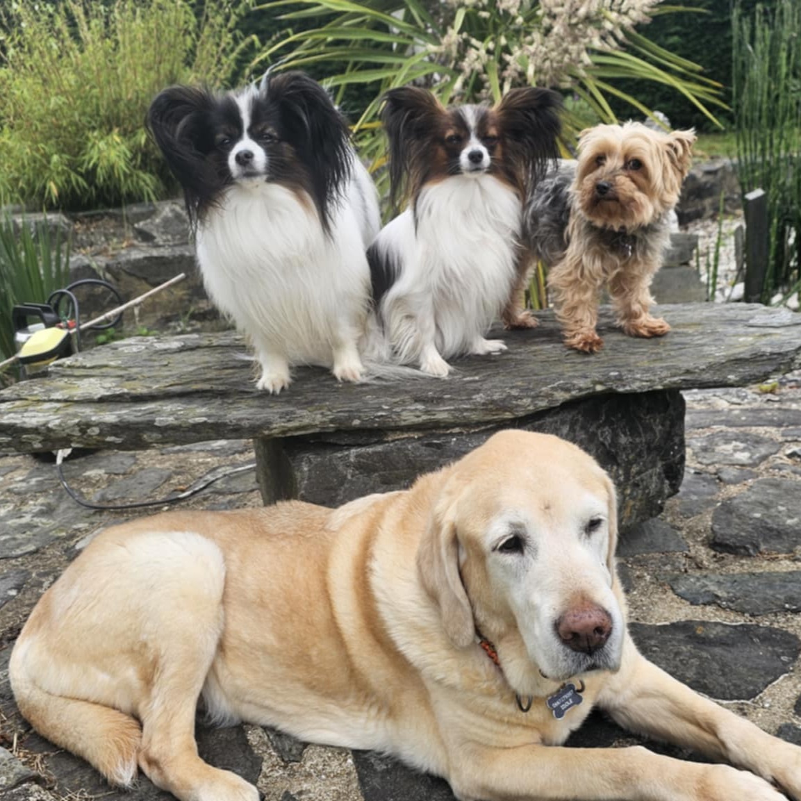 Sirius, Narnia, Caline et Idole